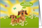 Happy Birthday from Dogs with a Dachshund Wearing Glasses in a Meadow card