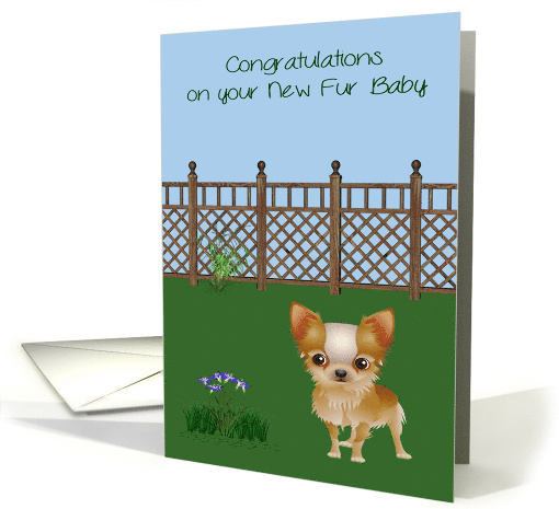 Congratulations on a New Pet with a Cute Chihuahua Dog in a Yard card