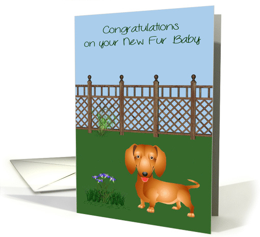 Congratulations On New Pet Dachshund with a Dog in a Yard... (1367164)