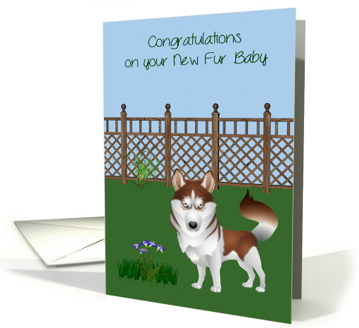 Congratulations On New Pet, Australian Husky, dog in a... (1367170)
