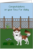 Congratulations On New Pet, Australian Husky, dog in a yard, flowers card