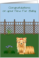 Congratulations On New Pet, Shih Tzu, dog in a yard with flowers card