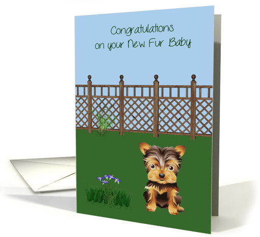 Congratulations On New Pet Yorkshire Terrier with a Cute... (1367176)
