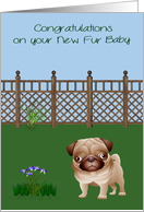 Congratulations on a New Pet Card with a Cute Pug Dog in a Yard card