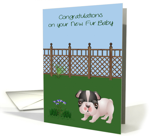 Congratulations On New Pet, Black and White Bulldog in a... (1367194)