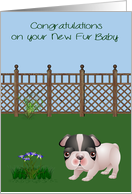 Congratulations On New Pet, Black and White Bulldog in a pretty yard card