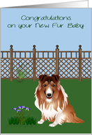 Congratulations On New Pet Collie with a Dog in a Yard and Flowers card