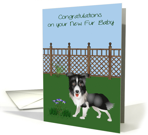 Congratulations on New Pet Border Collie Card with a Dog... (1367328)