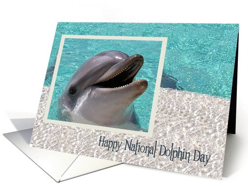National Dophin Day, April 14th, general, an adorable... (1429656)