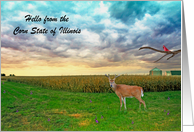 Hello from Illinois, harvest time, cardinal, white-tailed deer, USA card