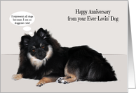 Anniversary from the dog, wedding, general, beautiful sable Pomeranian card