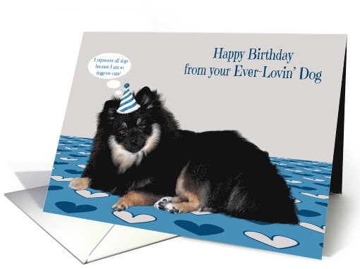 Birthday from the Dog, Pomerian wearing a birthday hat, hearts card
