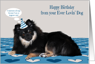 Birthday from the Dog, Pomerian wearing a birthday hat, hearts card