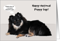 National Puppy Day, March 23, general, beautiful sable Pomeranian card