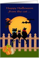 Halloween from the cat while away at college, three cats gazing, moon card