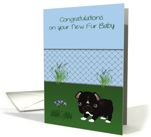 Congratulations On New Pet with a Black and White Bulldog... (1517172)