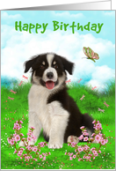 Birthday with a Cute Border Collie Sitting in a Flowered Meadow card