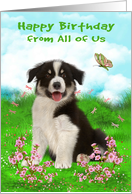 Birthday from All Of Us , A border collie sitting in a flower meadow card
