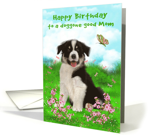 Birthday to Mom Card with a Border Collie Sitting in a... (1539634)