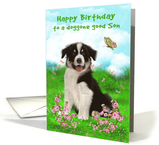 Birthday to Son with a Cute Border Collie Sitting in a... (1539640)