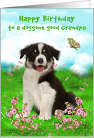 Birthday to Grandpa, A cute border collie sitting in a flower meadow card