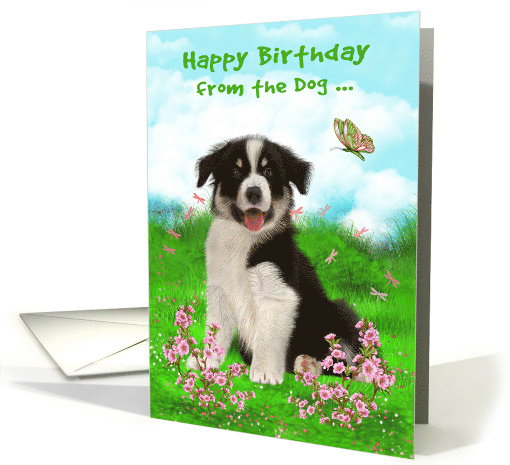 Birthday from the Dog with a Border Collie Sitting in a... (1539652)