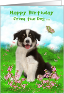 Birthday from the Dog with a Border Collie Sitting in a Flower Meadow card