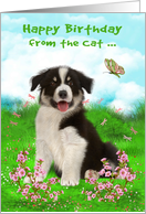 Birthday from the Cat with a Border Collie Sitting in a Flower Meadow card
