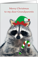 Christmas to Grandparents with an Elf Raccoon Holding a Candy Cane card