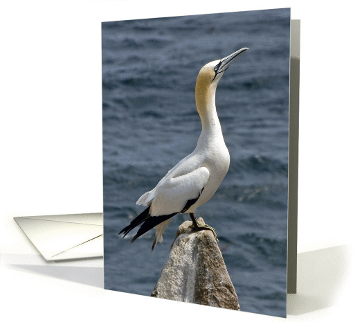 Card for any occasion - Gannet - Color Photograph card (1352678)