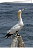 Card for any occasion - Gannet - Color Photograph card