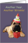 Another Year, Another Wrinkle, Shar Pei Dog In Party Hat card