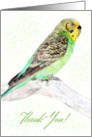 Budgerigar Thank You - Watercolor Green And Yellow Budgie card