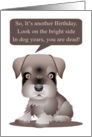 Funny Schnauzer Dog Birthday Outlook card