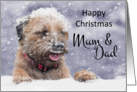 Mum & Dad Border Terrier Dog In The Snow card