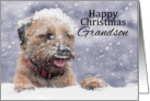 Grandson, Christmas, Border Terrier Dog In The Snow card