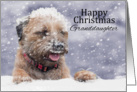 Granddaughter, Christmas, Border Terrier Dog In The Snow card