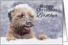 Brother, Christmas, Border Terrier Dog In The Snow card