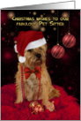 Pet Sitter Border Terrier Dog In A Santa Hat Happy Christmas card