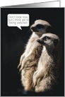 Meerkat Birthday Card