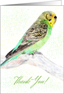 Budgerigar Thank You...