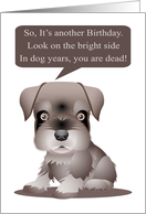 Funny Schnauzer Dog Birthday Outlook card