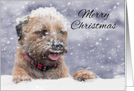 Border Terrier Dog In The Snow, Merry Christmas card