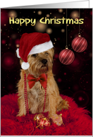 Border Terrier Dog In A Santa Hat Happy Christmas card
