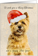Cairn Terrier Dog In Santa Hat, Hairy Christmas Card