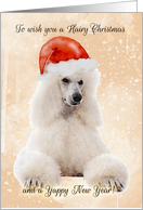 Poodle Dog In Santa Hat, Hairy Christmas Card
