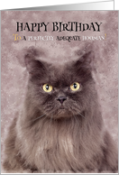 Cute Persian Cat Birthday Greeting, Grunge Painted, Cat Humor card