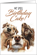 Three Dogs Smelling Birthday Cake on a White Background card