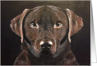 Chocolate Labrador card