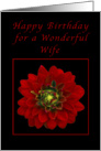 Happy Birthday for My Wife, Red Dahlia card